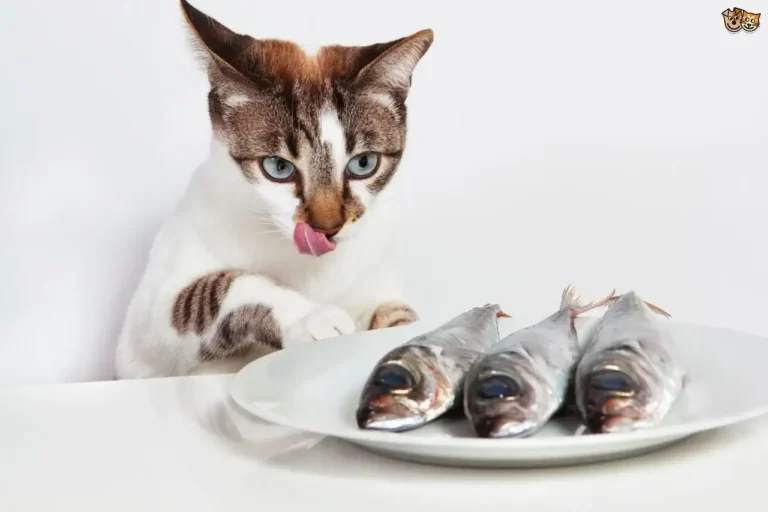 Can Cats Eat Sardines? A Comprehensive Guide For Cat Owners