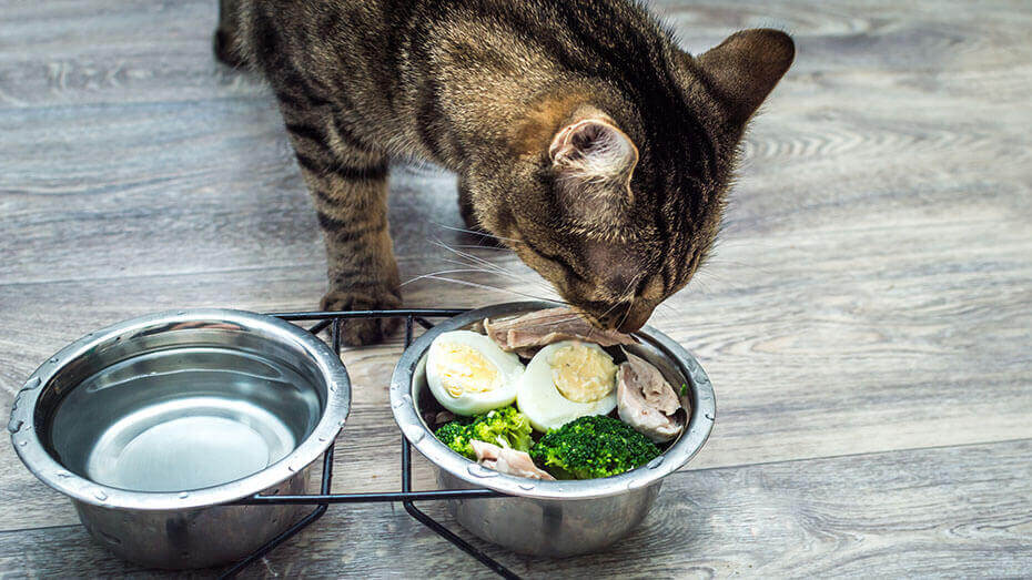 Can Cats Eat Scrambled Eggs