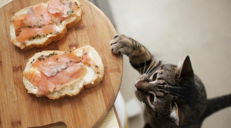 Can Cats Eat Smoked Salmon? A Comprehensive Guide for Cat Companions