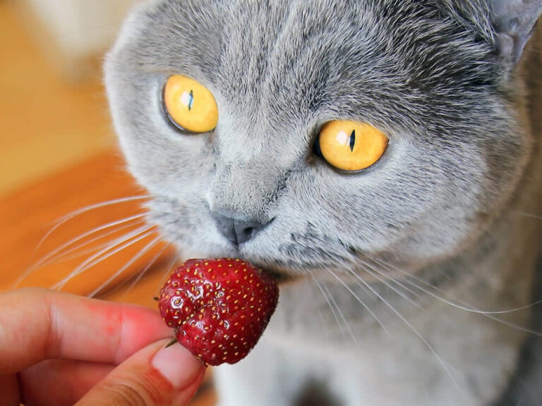 Can Cats Eat Strawberries? What You Need To Know