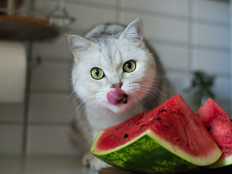 Can Cats Eat Watermelon? A Comprehensive Guide For Cat Owners