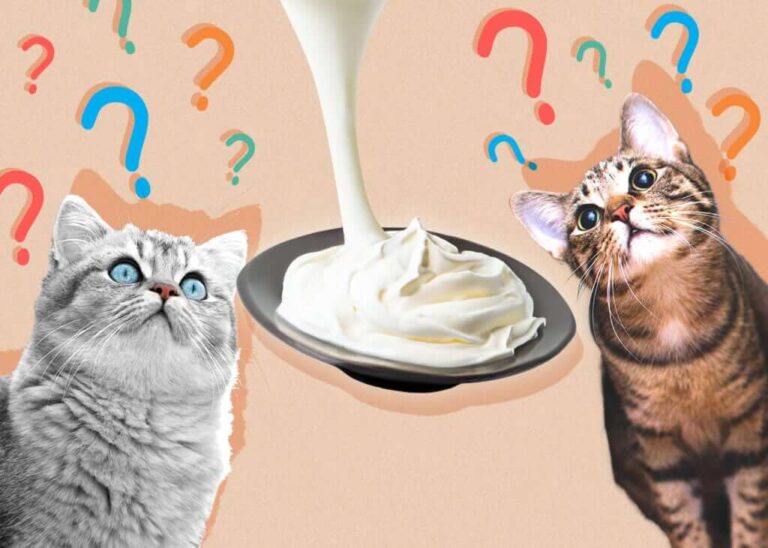 Can Cats Eat Whipped Cream? A Comprehensive Guide For Cat Owners