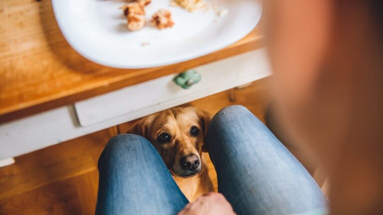 Can Cats and Dogs Share Hash Browns? A Guide to Safe and Healthy Treats
