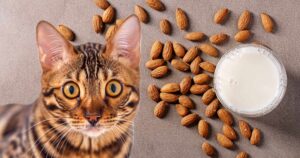 Can Cats Eat Almond Milk