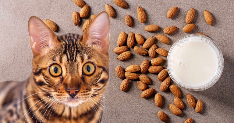 Can Cats Have Almond Milk? Safety, Risks & Nutritional Impact