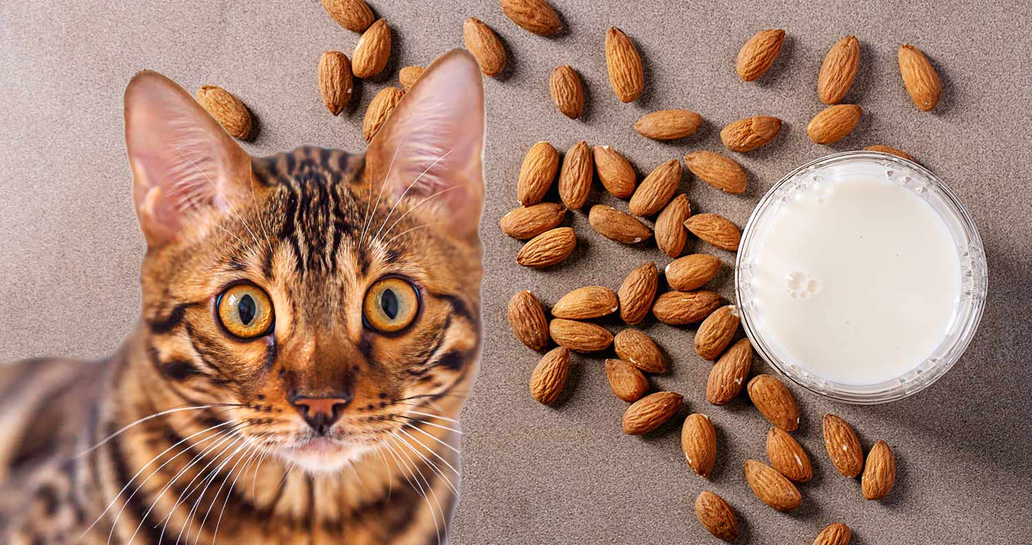 Can Cats Eat Almond Milk
