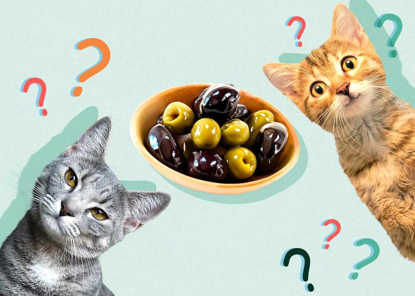 Can Cats Eat Black Olives