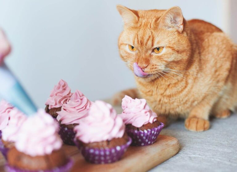 Can Cats Eat Cake? Risks and Alternatives Explained