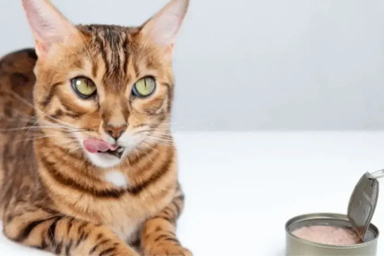 Can cats eat Canned Chicken? A Comprehensive Guide For Cat Owners