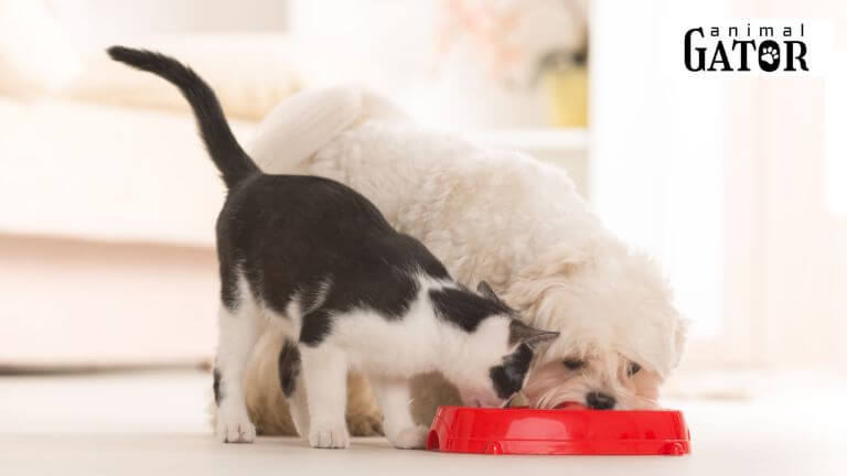 Can Cats Eat Canned Dog Food Nutritional Insights Risks