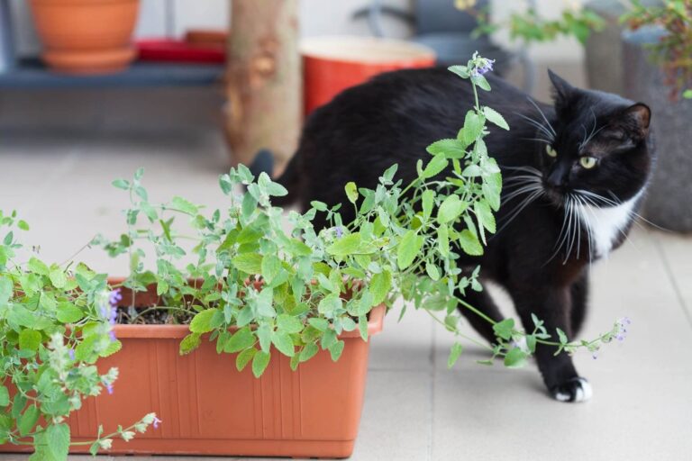 Can Cats Eat Catnip Plant? Safety, Benefits & Risks Explained