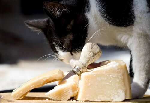 Can Cats Eat Chease
