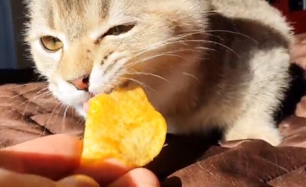 Can Cats Eat Chips