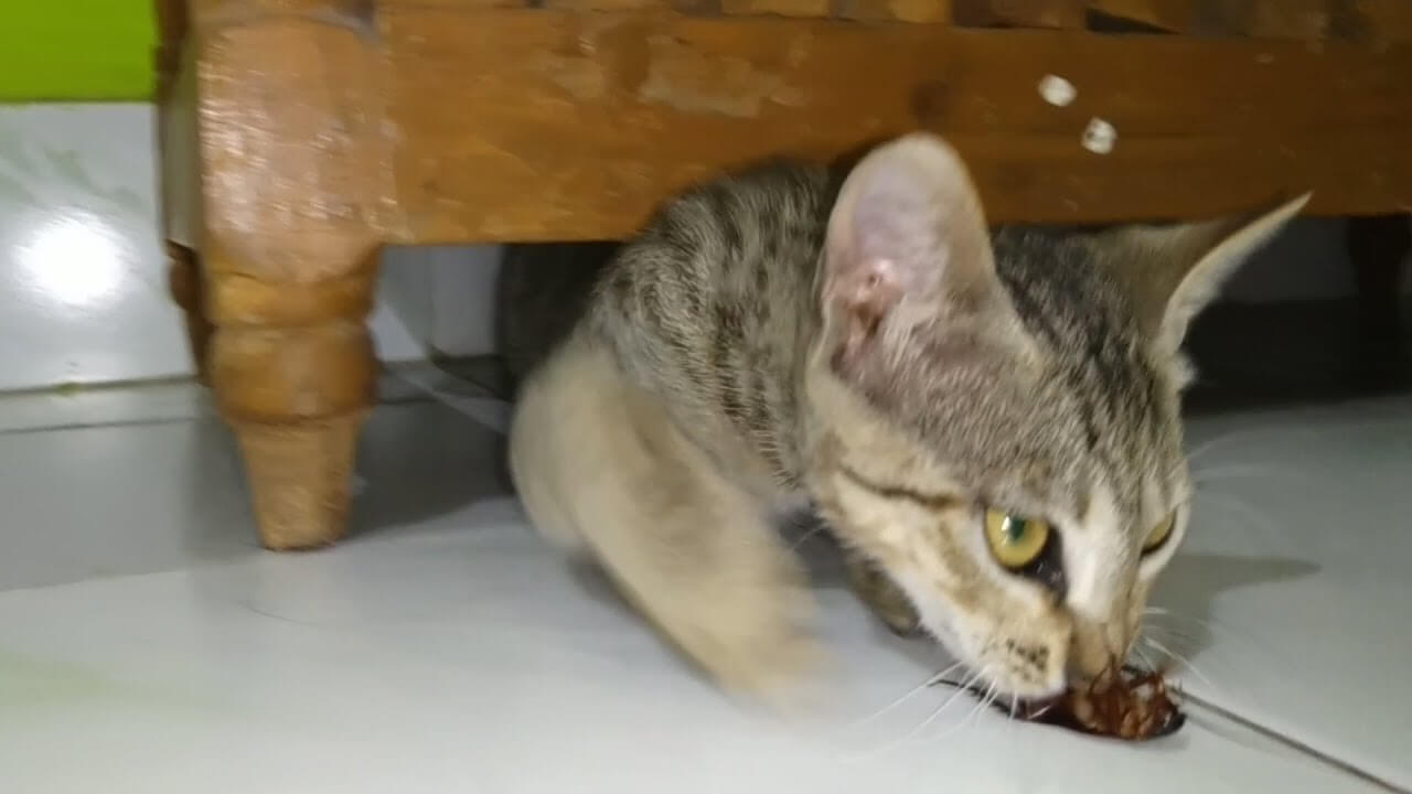 Can Cats Eat Cockroaches
