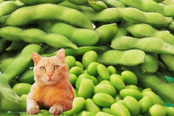 Can Cats Eat Green Peas? Learn About Cats and Peas