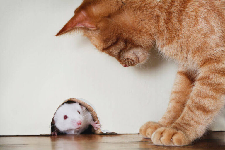 Can Cats Eat Mice? Exploring Safety, Benefits & Risks