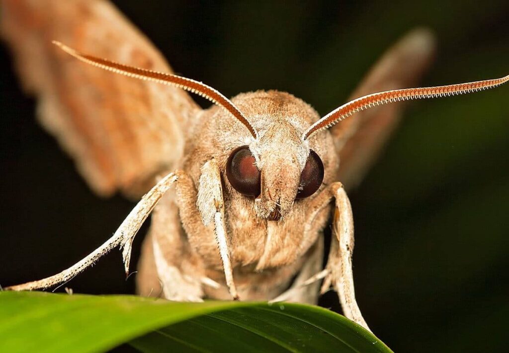 Can Cats Eat Moths? A Comprehensive Guide Animal Gator