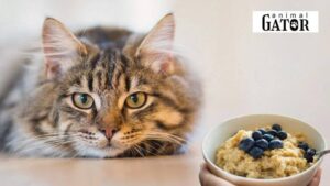 Can Cats Eat Oats?