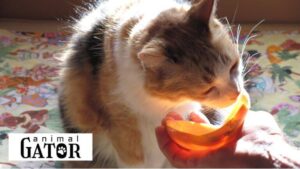 Can Cats Eat Papaya?