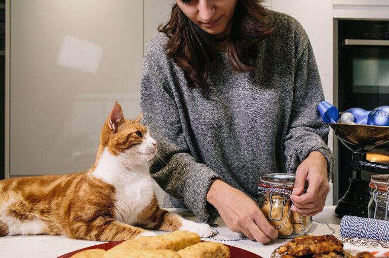 Can Cats Eat People’s Food? A Comprehensive Guide For Cat Owners