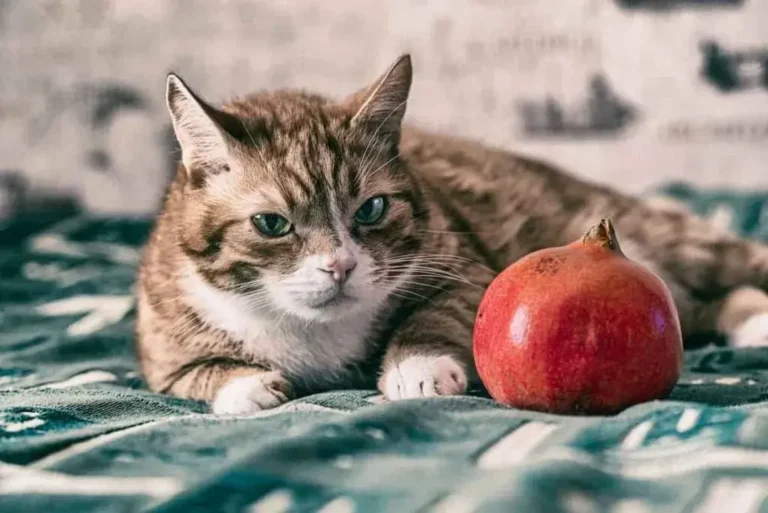 Can Cats Eat Pomegranate? A Comprehensive Guide For Cat Owners