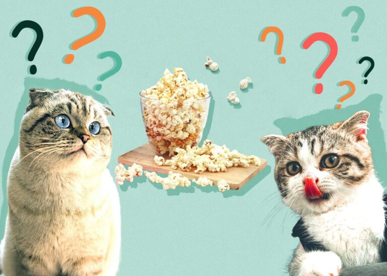 Can Cats Eat Popcorn? Risks, Benefits, and Recommendations