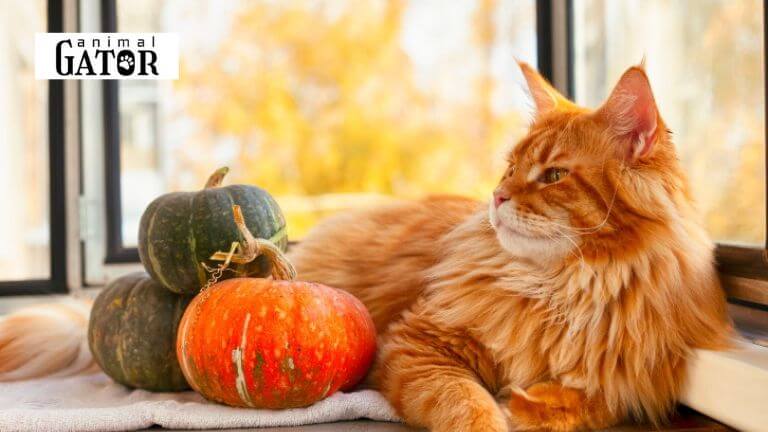 Can Cats Eat Pumpkin Seeds