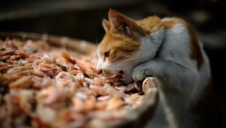 Can Cats Eat Raw Shrimp