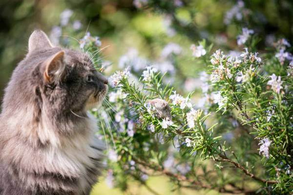 Can cats eat Rosemary? A Comprehensive Guide For Cat Owners