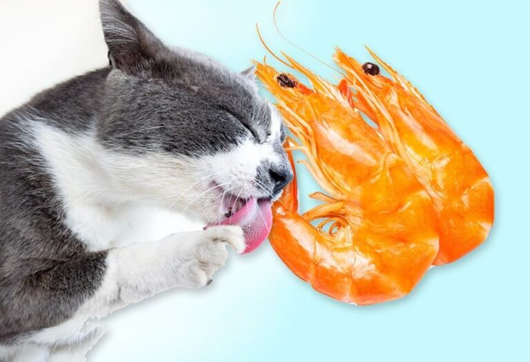 Can Cats Eat Shrimp Tails? Safety, Risks & Benefits Explained