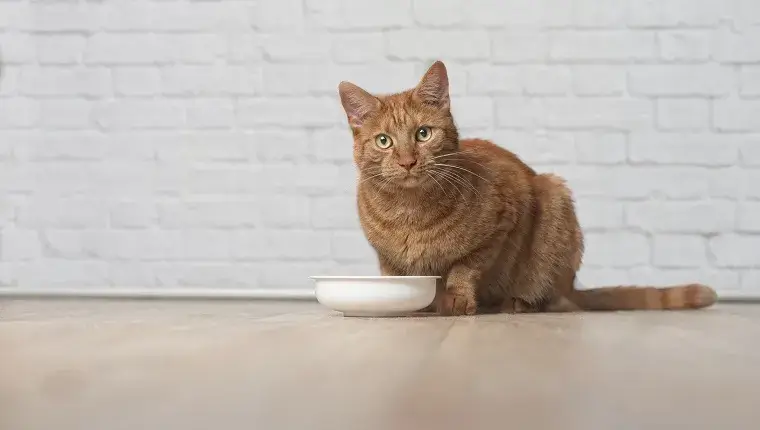 Can cats eat Spam? A Comprehensive Guide For Cat Owners