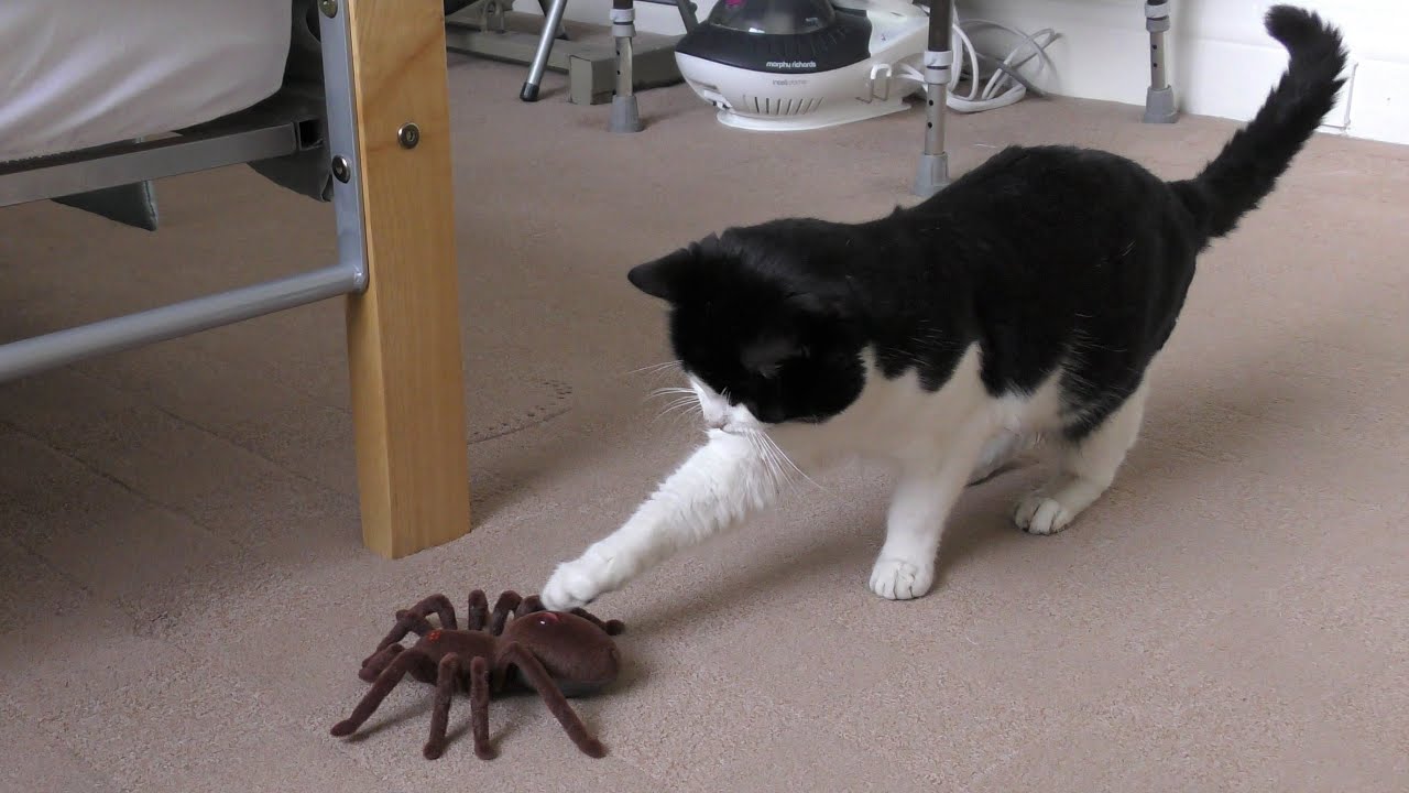 Can Cats Eat Spiders