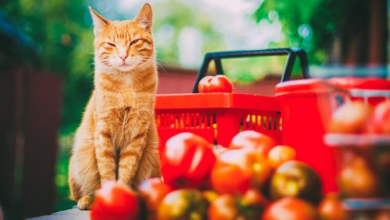 Can Cats Eat Tomato Sauce? A Comprehensive Guide For Cat Owners