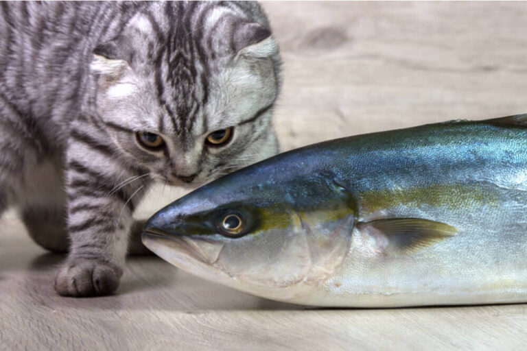 Can Cats Eat Tuna in Water? A Comprehensive Guide For Cat Owners