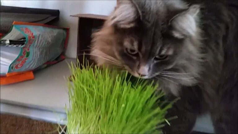 Can Cats Eat Wheatgrass? A Comprehensive Guide For Cat Owners