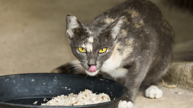 Can Cats Eat White Rice? A Comprehensive Guide For Cat Owners