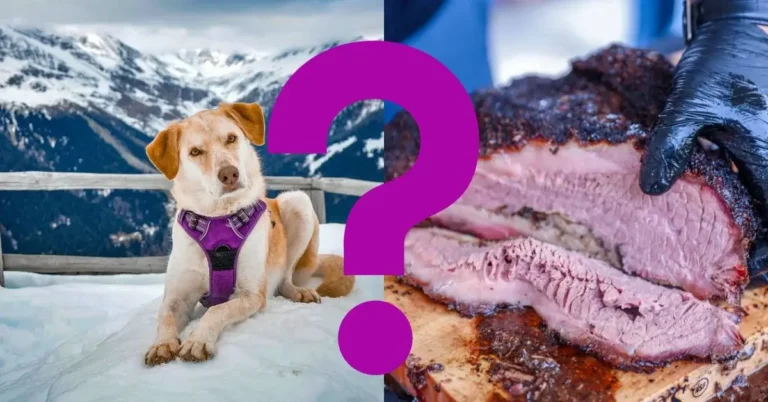 Can Dogs Eat Brisket? Risks, Benefits & Guidelines