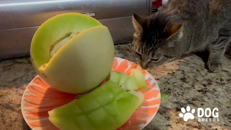 Can Cats Eat Honeydew