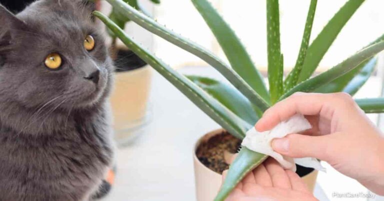 Can Cats Eat Aloe? Risks & Recommendations