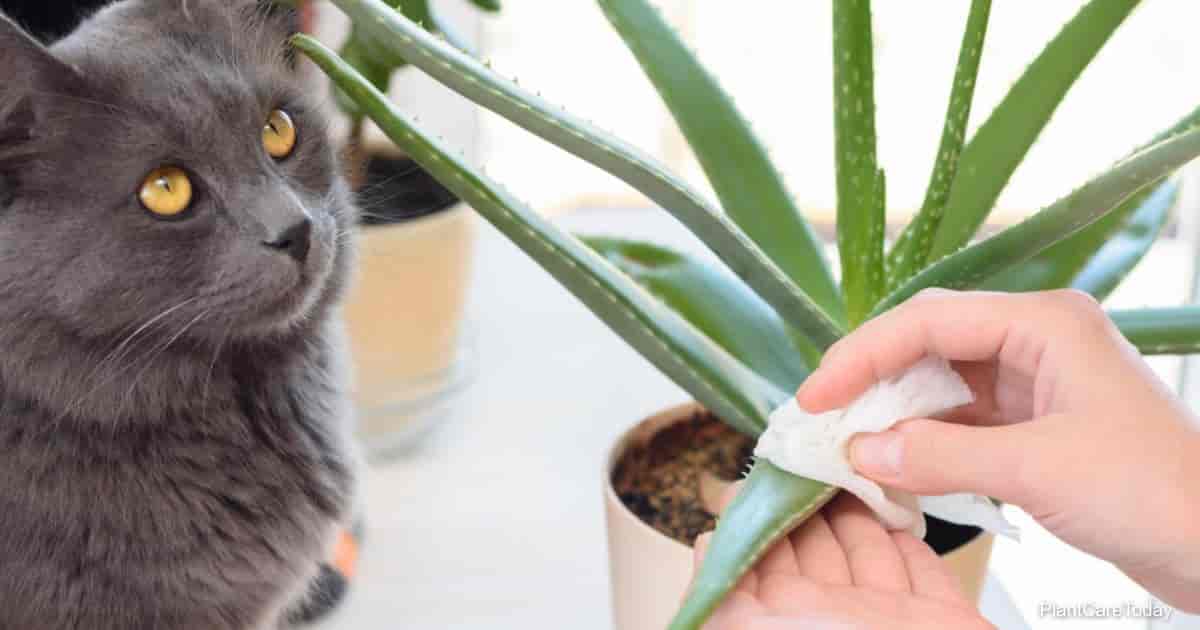 Can Cats Eat Aloe
