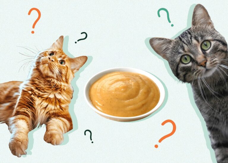 Can Cats Eat Baby Food? Tips & Safety Guidelines