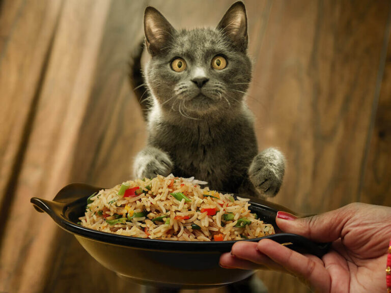 Can Cats Eat Brown Rice? FAQs & Guidelines