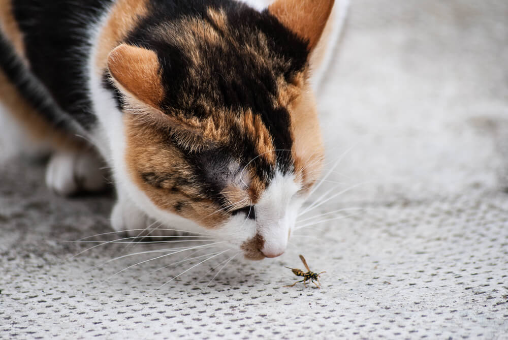 Can cats eat Bugs