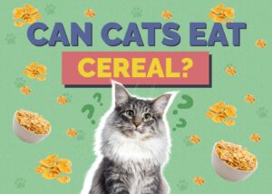 Can Cats Eat Cereal