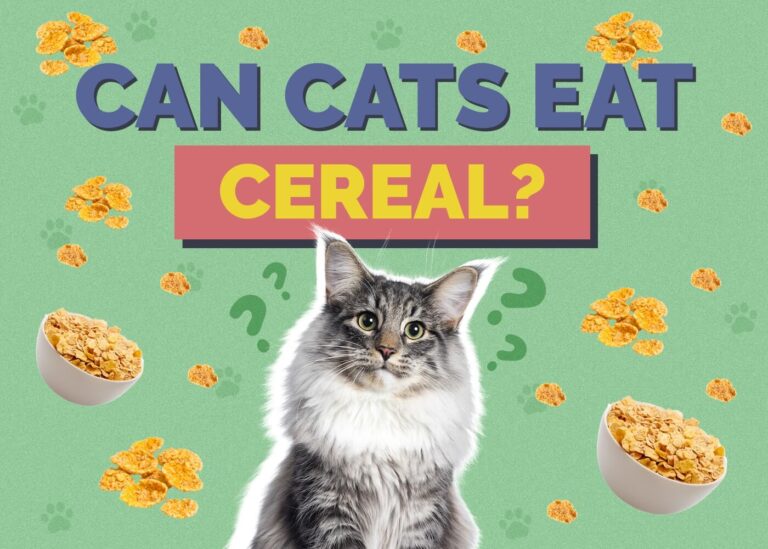 Can Cats Eat Cereal? Risks, Benefits, and Alternatives