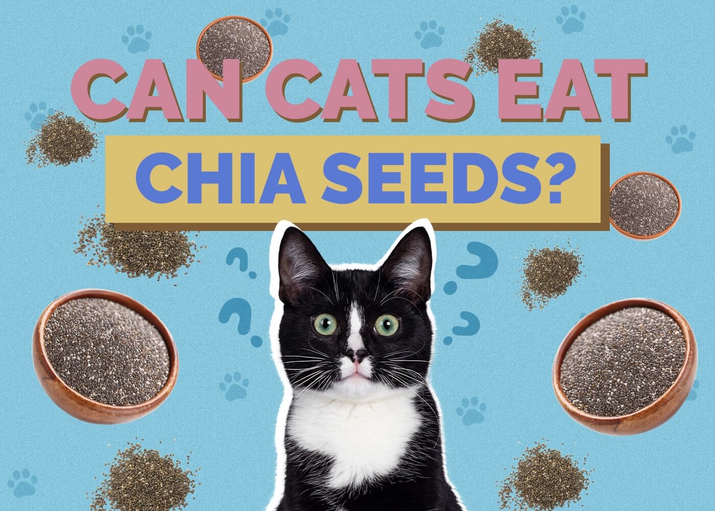 Can Cats Eat Chia Seeds