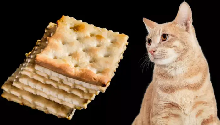Can Cats Eat Crackers