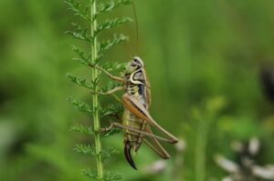 Can Cats Eat Crickets