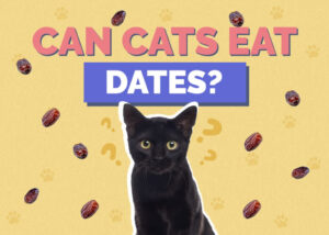 Can Cats Eat Dates