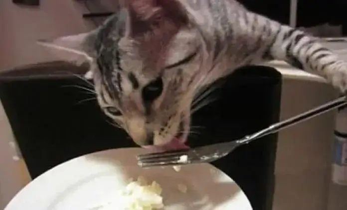 Can cats eat Mashed Potatoes
